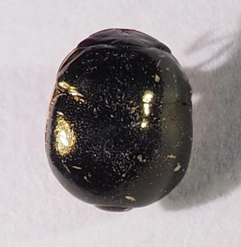 Réf. 307 817 : Brachyplatys subaeneus